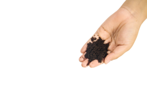 soil in hands , Hands dirty with clay black wheat in hands isolate background png