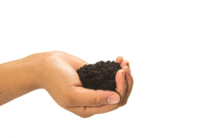 soil in hands , Hands dirty with clay black wheat in hands isolate background png