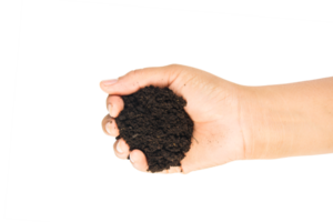 soil in hands , Hands dirty with clay black wheat in hands isolate background png