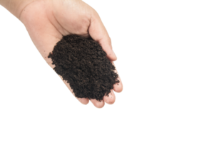 soil in hands , Hands dirty with clay black wheat in hands isolate background png