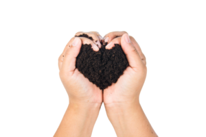 soil in hands , Hands dirty with clay black wheat in hands isolate background png