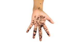 soil in hands , Hands dirty with clay black wheat in hands isolate background png