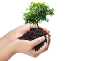 mãos segurando uma planta jovem verde, pequena árvore isolar o fundo png