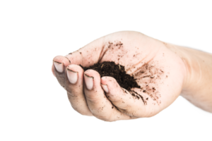 grond in handen, handen vuil met klei zwarte tarwe in handen isoleren achtergrond png