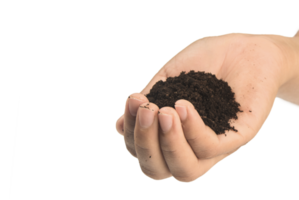 soil in hands , Hands dirty with clay black wheat in hands isolate background png