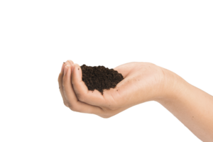 soil in hands , Hands dirty with clay black wheat in hands isolate background png