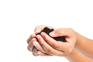 soil in hands , Hands dirty with clay black wheat in hands isolate background png