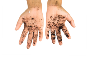 soil in hands , Hands dirty with clay black wheat in hands isolate background png