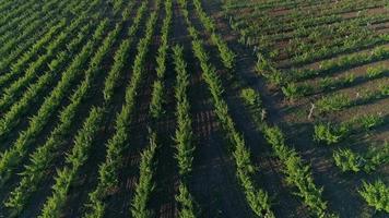 vigneti, terreni agricoli. vigneti di pianura. grande terreno agricolo al tramonto. video