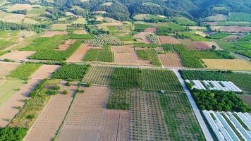 fruits sur de grandes terres agricoles. il y a des arbres fruitiers dans les champs en vue aérienne. video