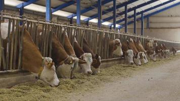 allevamento di latte di vacca, mucche che mangiano mangime. mucche che mangiano fieno e foraggio nella stalla. Cascina. video