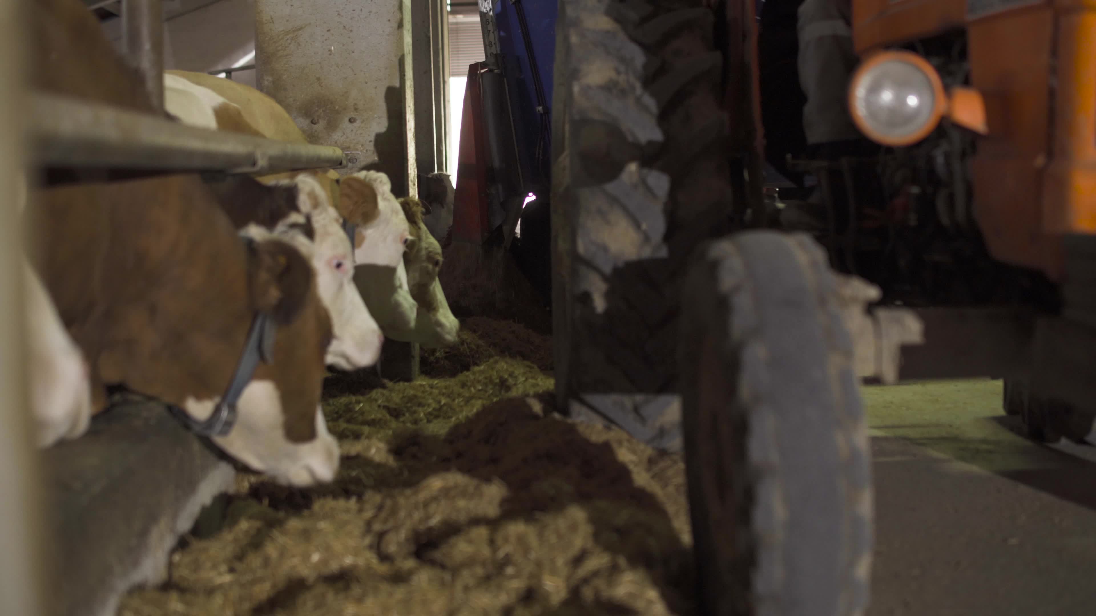 Tractor feeding cows, feed pouring machine. Tractor pouring feed in