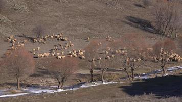 Sheep herd passing, valley view. A view of the flock of sheep grazing in the valley and the river flowing next to it. Small cattle breeding. video