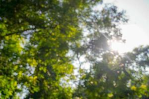 Green leaves on blurred greenery background. Concept plants landscape, ecology. Pro Photo