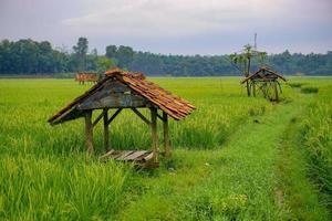 Green paddy field. Rice plantation. Organic rice farm in Asia. Rice price in the world market concept. Beautiful nature of farm land. Paddy field. Plant cultivation. Pro Photo