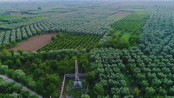 Large orchards. Large land covered with fruit trees. agricultural field. video