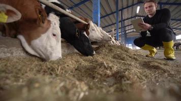 agricultor verificando o gado no celeiro. o fazendeiro, agachado, examinando o gado, toma notas em uma tabuinha na mão. video