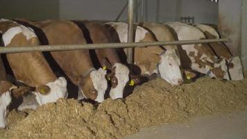 ferme laitière de vache, vaches mangeant des aliments. vaches mangeant du foin et du fourrage dans la grange. ferme laitière. video