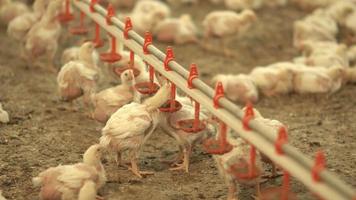 kycklingar dricker vatten i kycklingfarm. utfodring av slaktkycklingar, kycklinguppfödning. video