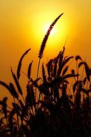 Close up silhouette of grass flowers with sun background at sunrise or sunset time - Beauty of Nature, Sunlight and Plant concept photo