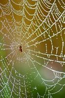 araña pequeña en la telaraña con gota de agua después del día de lluvia y fondo borroso suave - concepto de patrón animal y artístico foto