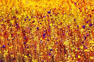 Many beautiful small flower blooming on the flower field in winter at Pha Taem National Park, Ubonratchathani, Thailand. The flowers called dusita. Utricularia delphinioides photo