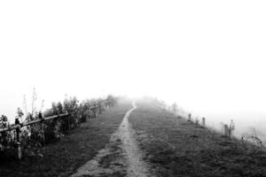 camino en la niebla en el bosque. no se pueden ver los extremos en estilo blanco y negro foto