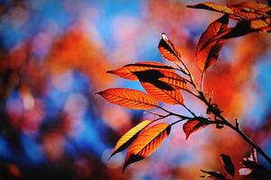 Beautiful red leaves and sunlight on the tree with blue blurred background and copy space on left. Beauty in nature