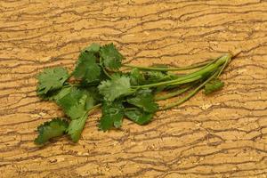 hojas frescas de cilantro verde maduro foto