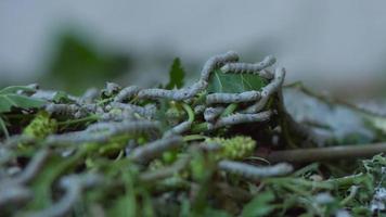Cría de gusanos de seda para textiles. gusanos de seda moviéndose entre hojas de morera. video