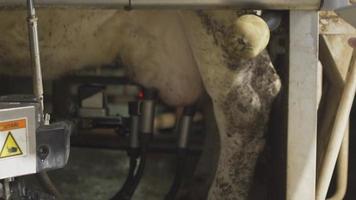 máquina de ordenha tecnológica. ordenha higiênica. com a ajuda do laser, encontra os úberes da vaca e prende os tubos para a ordenha. video