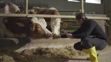 Kuhmilchfarm. der Bauer kümmert sich um seine Kühe und macht sich Notizen auf seinem Tablet. es kontrolliert das Essen.
