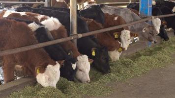 Fattening calves. Cattle breeding Calves eating green grass in the barn. video