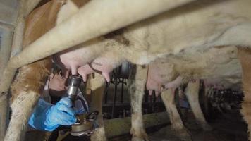 Farmer at the milking unit. Farmer putting milking machine on cow's udders. video