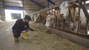 allevamento di vacche da latte. controllare l'alimentazione con la moderna mano dell'agricoltore. contadino che esamina il mangime davanti alle mucche nella stalla e prende appunti sulla tavoletta. video