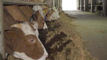 allevamento di latte di vacca, mucche che mangiano mangime. mucche che mangiano fieno e foraggio nella stalla. Cascina. video