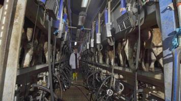 ordenha de vacas, fazenda leiteira moderna. o agricultor está andando verificando a unidade de ordenha. video