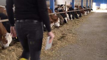 agriculteur contrôlant le bétail dans la grange. dans une ferme moderne, le fermier contrôle ses animaux et se promène dans la grange. video