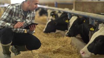 moderno allevamento e moderno agricoltore. il contadino esamina il bestiame e lo pascola nella stalla con la tavoletta in mano. prende appunti sul tablet. moderno allevamento di carne. video