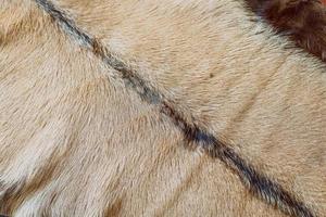 natural leather animal fur texture photo