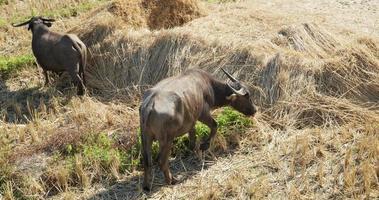Two water buffalo in the field . video