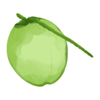 cocco dell'acquerello, clipart di frutta dipinta a mano png