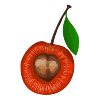 bacca dell'acquerello, clipart di frutta dipinta a mano png