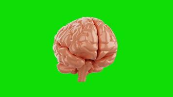 loop sem costura de cérebro em fundo de croma de tela verde isolado. conceito de ciência e anatomia. gráfico de movimento de vídeo de filmagem full hd video