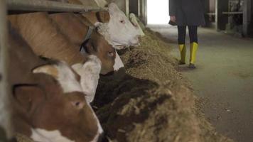 alimentando vacas y granjero. granja lechera. mientras las vacas comen, el granjero pasa junto a ellas y las revisa. video