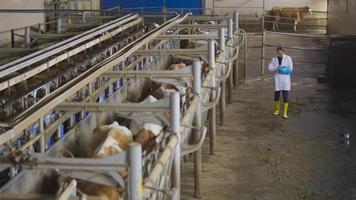 planta de ordeño. granja de leche de vaca. las vacas vienen a la unidad de ordeño para ordeñar bajo el control del granjero. video