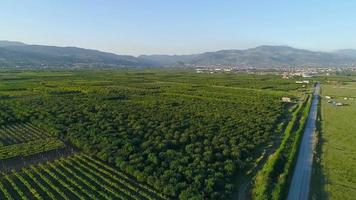 árboles frutales en tierras de cultivo. árboles frutales, cultivo de frutas, tierras agrícolas en la amplia llanura llana. video