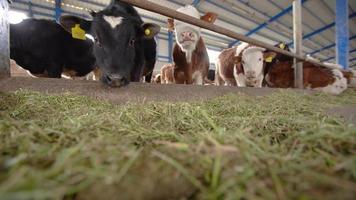 Calves consuming alfalfa. Livestock farm. In the barn, the calves consume alfalfa. video