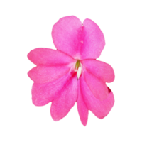 pink impatiens flower transparent PNG