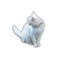 gato blanco png transparente